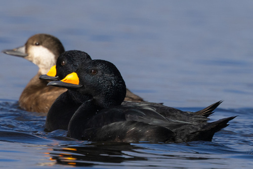 Black Scoter reference