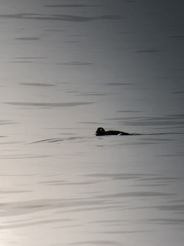 White-winged Scoter reference