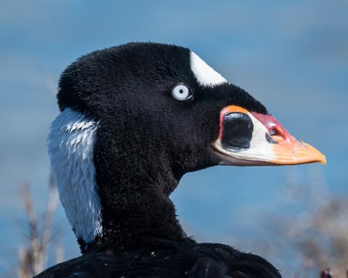 Surf Scoter reference
