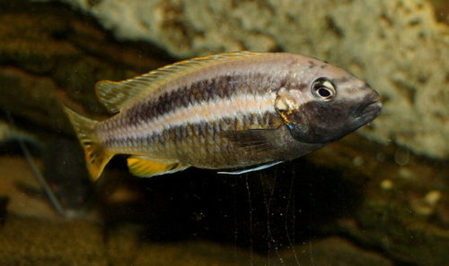 Auratus Cichlid reference