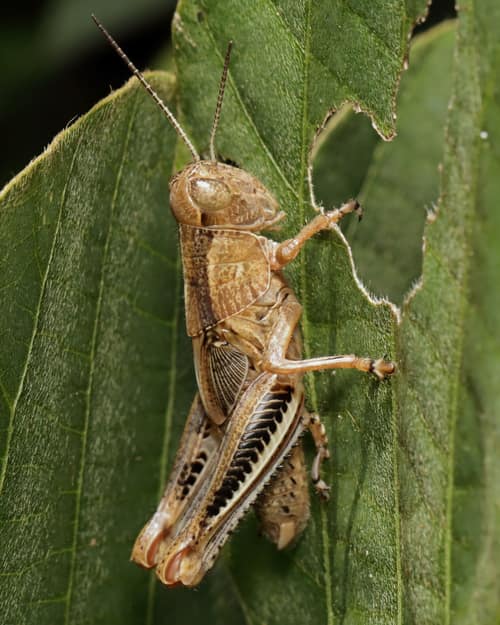 Differential Grasshopper reference