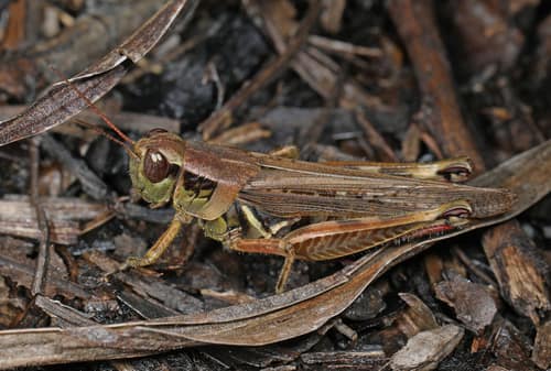 Migratory Grasshopper reference