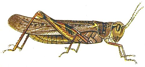 Rocky Mountain Locust reference