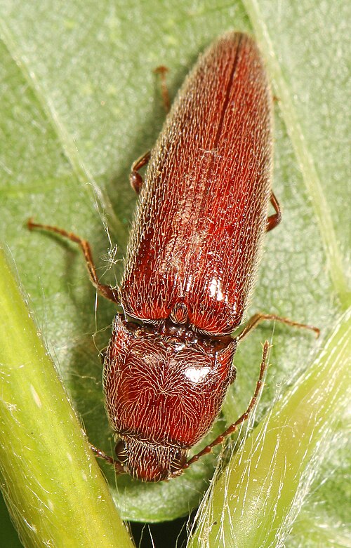 Black Click Beetle reference