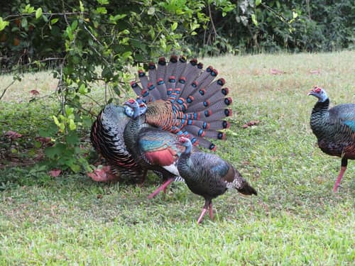 Ocellated Turkey reference