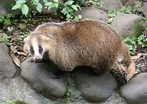 Japanese Badger reference