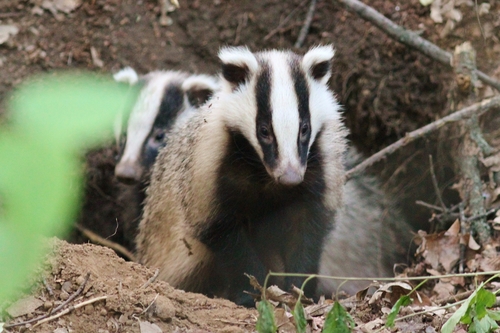 Asian Badger reference