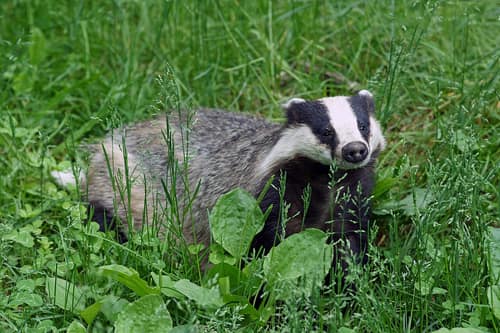 European Badger reference