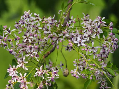 Chinaberry reference