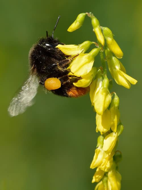 Yellow Sweetclover reference