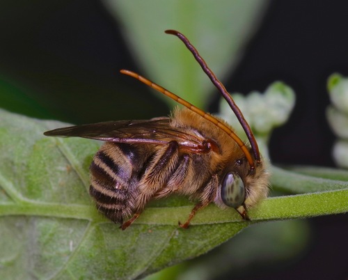 Cactus Bee reference