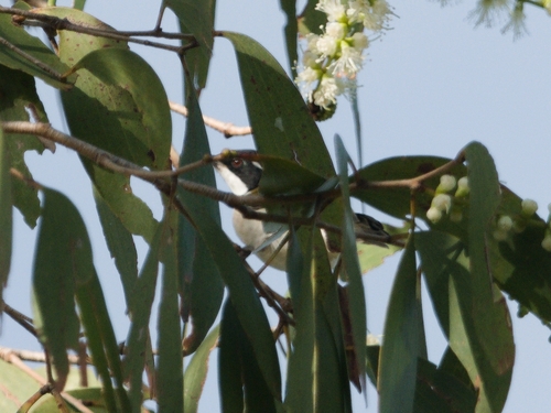 White-throated Honeyeater reference