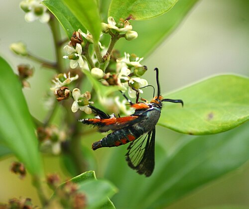Squash Vine Borer reference