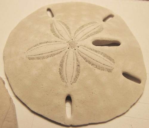 Five-keyed Sand Dollar reference