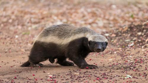 Honey Badger reference