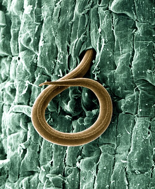 Southern Root-Knot Nematode reference