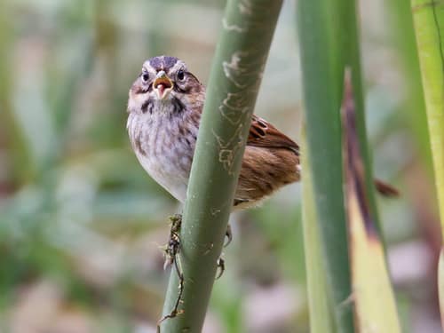 Swamp Sparrow reference