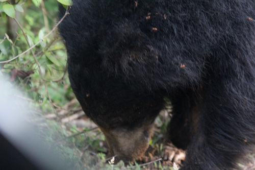 Sri Lankan Sloth Bear reference