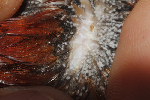 Chicken Body Louse reference
