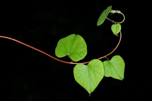 Canada Moonseed reference