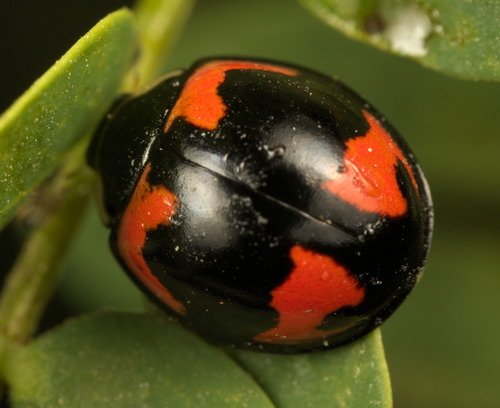 Six-spotted Zigzag Ladybird reference