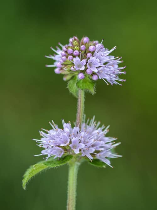 Water Mint reference