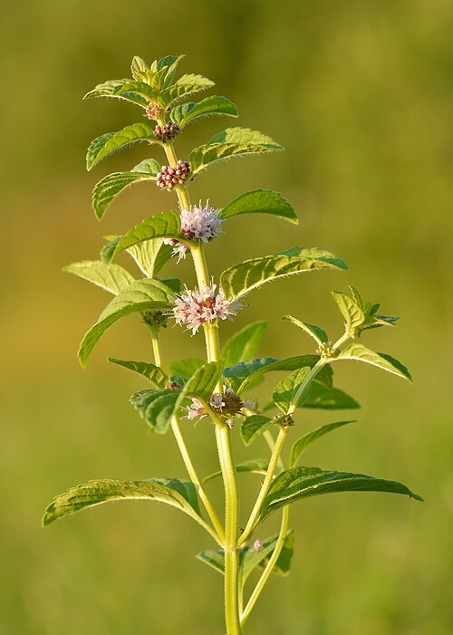 Field Mint reference