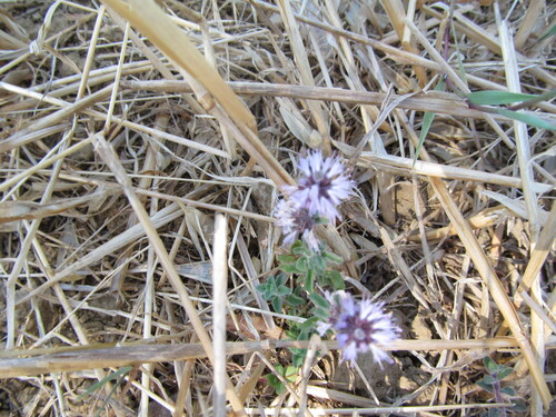 Pennyroyal reference