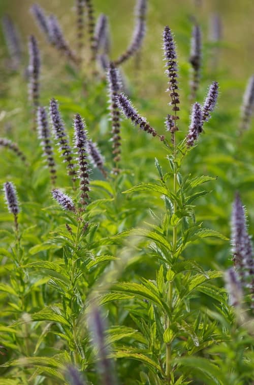 Spearmint reference