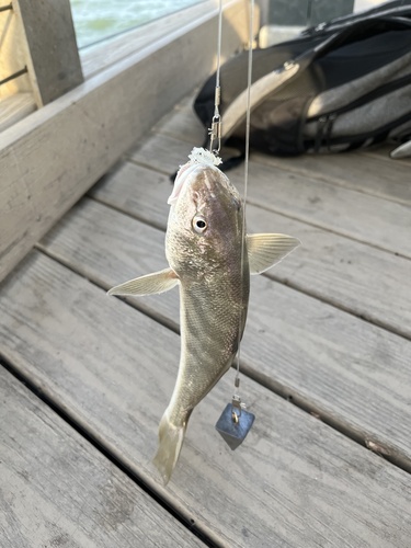 Southern Kingcroaker reference