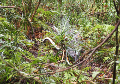 Superb Lyrebird reference