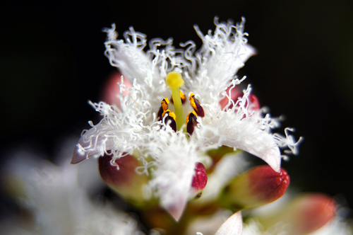 Bogbean reference