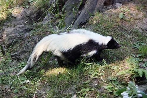 Hooded Skunk reference