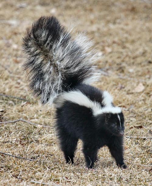 Striped Skunk reference