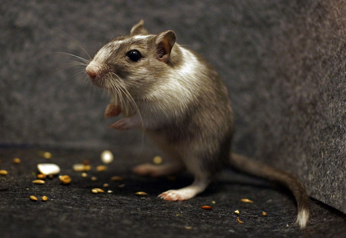 Mongolian Gerbil reference