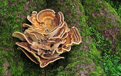 European Giant Polypore reference