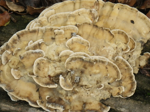 Black-Staining Polypore reference