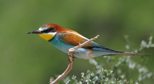 European Bee-eater reference