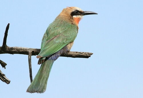 White-fronted Bee-eater reference