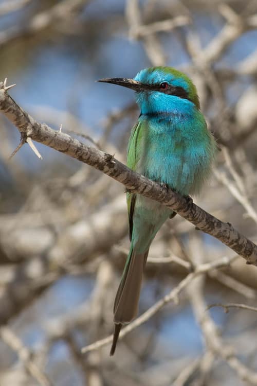 Arabian Green Bee-eater reference