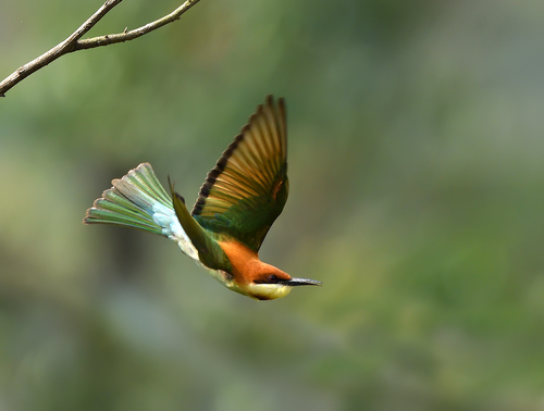 Chestnut-headed Bee-eater reference