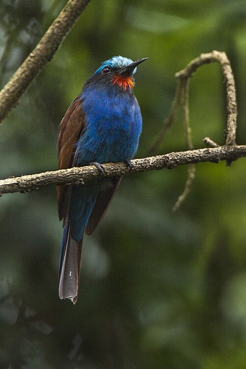 Blue-headed Bee-eater reference