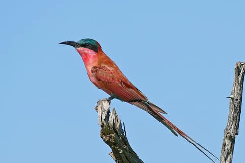 Southern Carmine Bee-eater reference