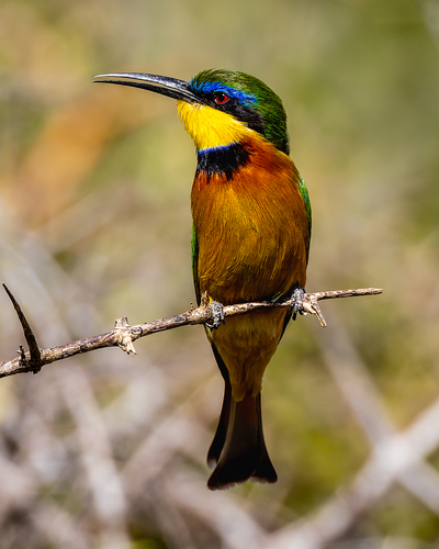 Little Bee-eater reference