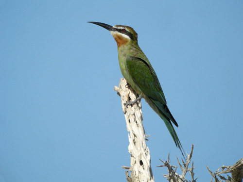 Olive Bee-eater reference