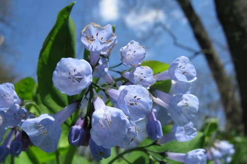 Virginia Bluebells reference