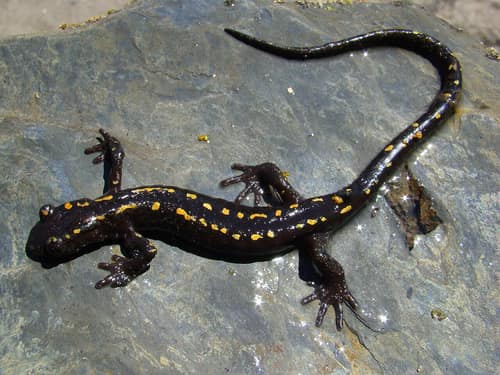 Caucasian Salamander reference