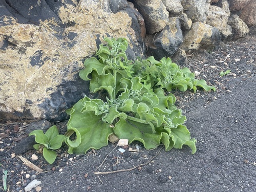 Crystalline Iceplant reference
