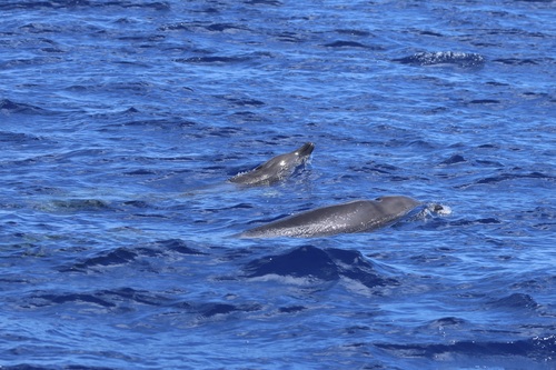 Gervais's Beaked Whale reference