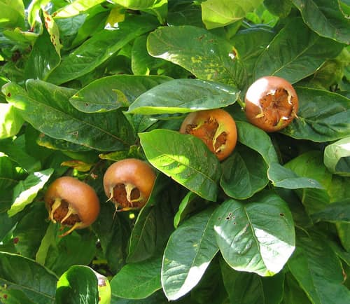 Common Medlar reference